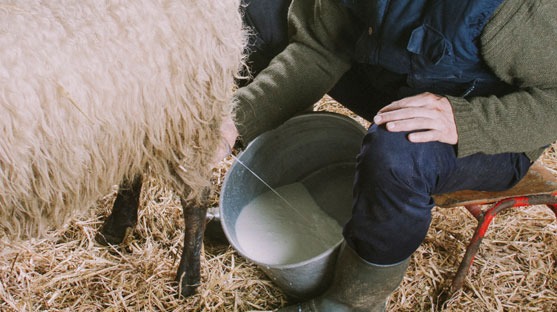 milking-the-sheep