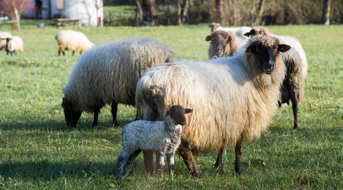 latxa-sheep