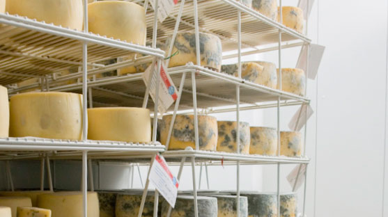 cheese-making-process-08
