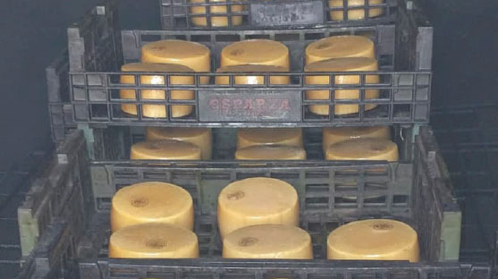 cheese-making-process-09